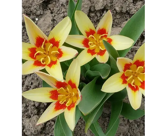 Луковица BUD HBM Тюльпан Tulipa Corona 10/11 2 шт Луковица BUD HBM Тюльпан Tulipa Corona 10/11 2 шт