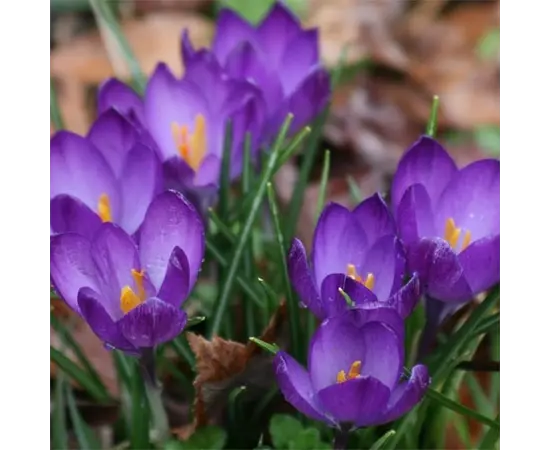 Bulb BUD HBM Crocus Ruby Giant 5/7 7 pcs