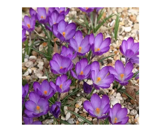 Bulb BUD HBM Crocus Ruby Giant 5/7 7 pcs