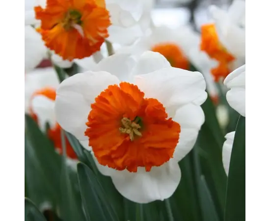 Bulb STA HBM Narcissus Bella Vista 12/14 5 pcs