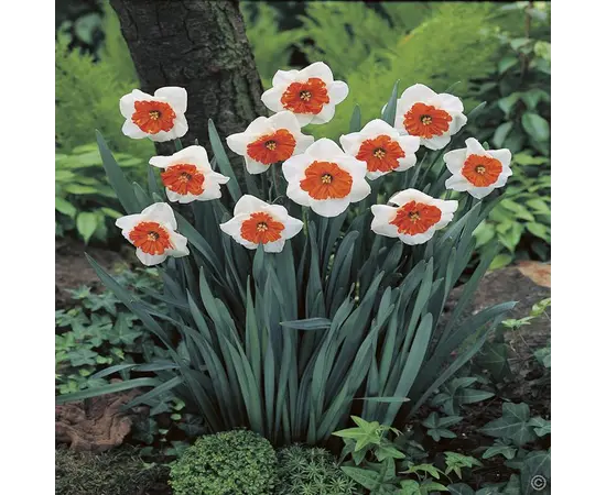 Bulb STA HBM Narcissus Bella Vista 12/14 5 pcs