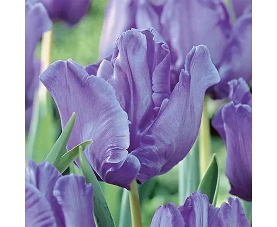 Bulbous HBM BES Tulipa Blue Parrot (x5)