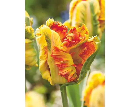 ბოლქვოვანი HBM BES Tulipa Parrot King (x5)
