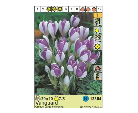 ბოლქვოვანი HBM STA Crocus Vanguard (x10) ბოლქვოვანი HBM STA Crocus Vanguard (x10)