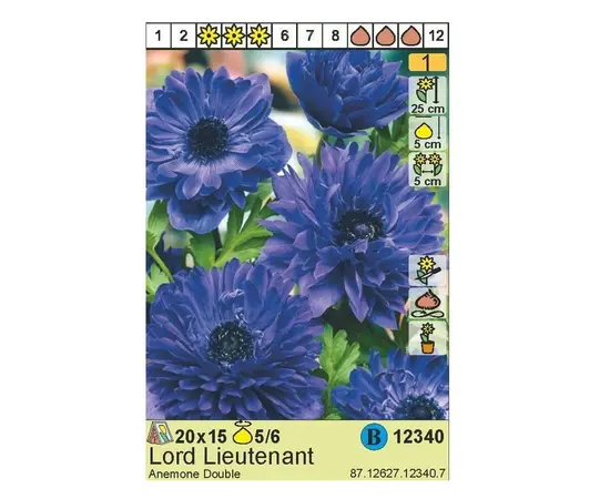 ბოლქვოვანი HBM STA Anemone Lord Lieutenant (x15) ბოლქვოვანი HBM STA Anemone Lord Lieutenant (x15)