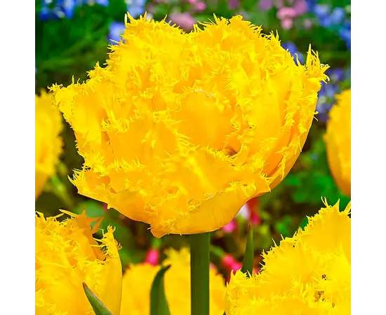 ბოლქვოვანი HBM BES Tulipa Exotic Sun (x5) ბოლქვოვანი HBM BES Tulipa Exotic Sun (x5)