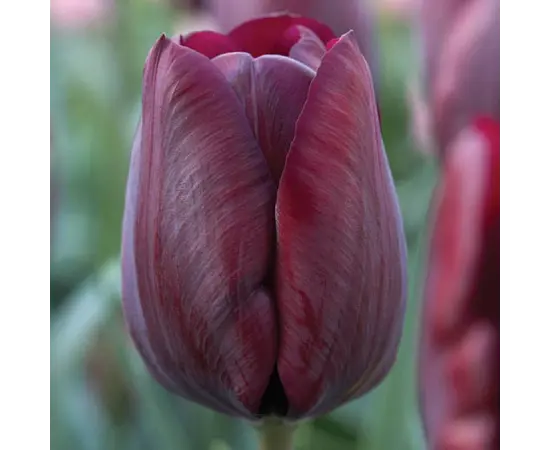 Bulb BES HBM Tulipa Ronaldo 10/11 5 pcs