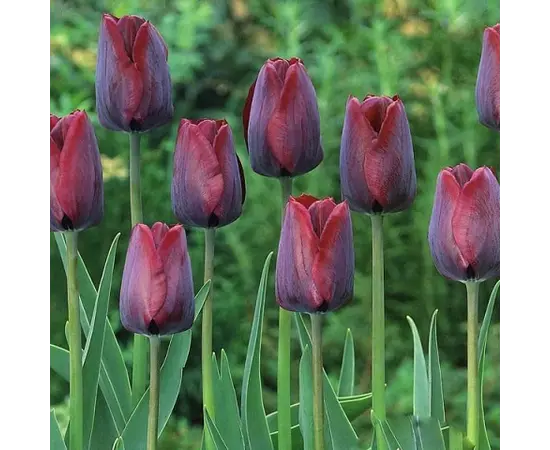 Bulb BES HBM Tulipa Ronaldo 10/11 5 pcs