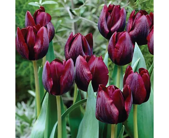 Bulb BES HBM Tulipa Ronaldo 10/11 5 pcs