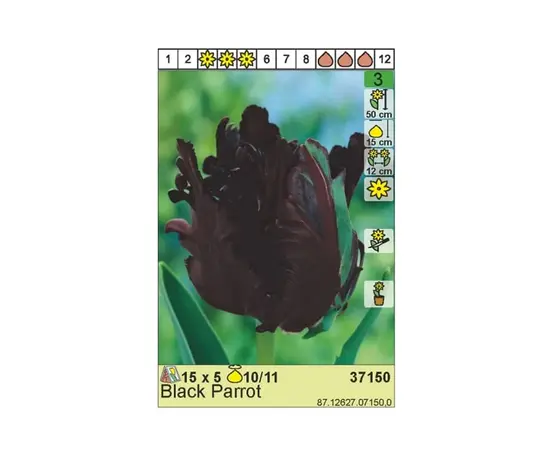 ბოლქვოვანი HBM BES Tulipa Black Parrot (x5) ბოლქვოვანი HBM BES Tulipa Black Parrot (x5)