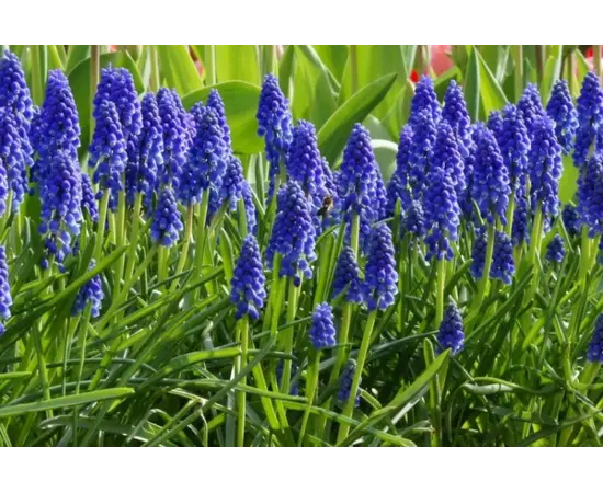 Bulb BUD HBM Muscari Armeniacum 6/7 7 pcs