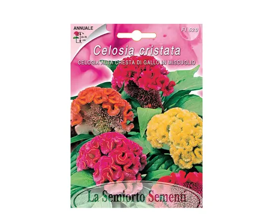 ქათმისქოჩორას თესლი Celosia ALTA CRESTA DI GALLO IN MIX FI520-MAXIFLOR ქათმისქოჩორას თესლი Celosia ALTA CRESTA DI GALLO IN MIX FI520-MAXIFLOR