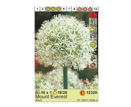 ბოლქვოვანი HBM STA  Allium Mount Everest (x1) ბოლქვოვანი HBM STA  Allium Mount Everest (x1)