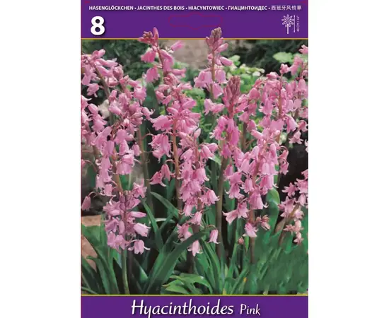 ბოლქვოვანი HBM BEST BUY CAPPERLINE BES Hyacinthoides Hisp. Pink (x8) ბოლქვოვანი HBM BEST BUY CAPPERLINE BES Hyacinthoides Hisp. Pink (x8)