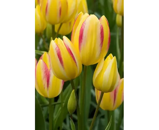 ბოლქვოვანი HBM STAR CAPPERLINE STA Tulipa Antoinette (x5) ბოლქვოვანი HBM STAR CAPPERLINE STA Tulipa Antoinette (x5)