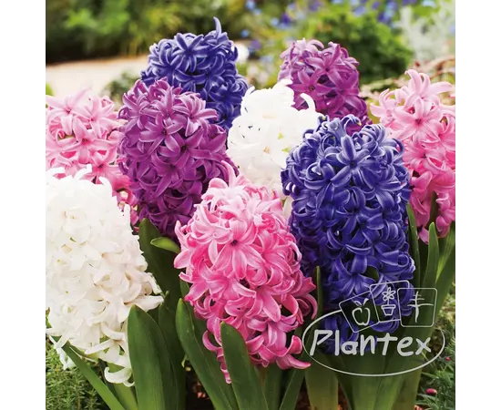 ბოლქვოვანი HBM BES Hyacinthus Mixed (x3) ბოლქვოვანი HBM BES Hyacinthus Mixed (x3)