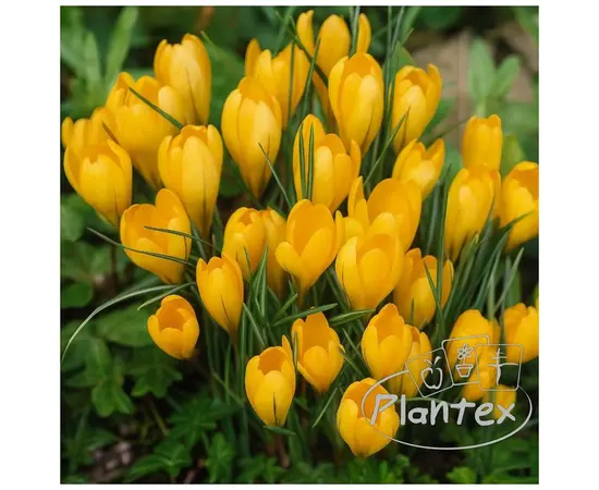 ბოლქვოვანი HBM BES Crocus Large Yellow (x10) ბოლქვოვანი HBM BES Crocus Large Yellow (x10)