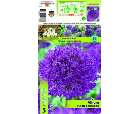 ბოლქვოვანი HBM STAR CAPPERLINE STA Allium Purple Sensation (x5) ბოლქვოვანი HBM STAR CAPPERLINE STA Allium Purple Sensation (x5)