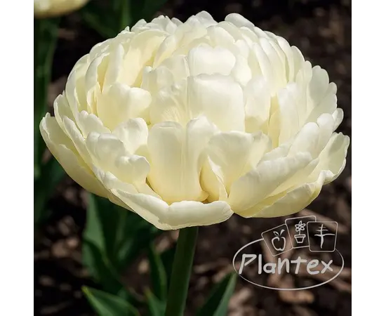 ბოლქვოვანი HBM BES Tulipa Up White (x5) ბოლქვოვანი HBM BES Tulipa Up White (x5)