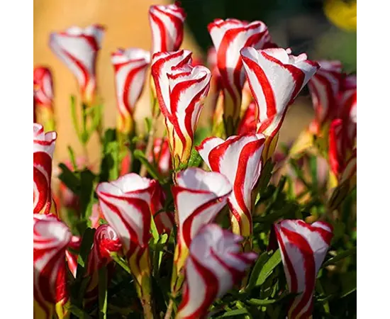 ბოლქვოვანი HBM STA Oxalis Versicolor (x5)