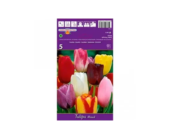ბოლქვოვანი HBM BES Tulipa Triumph Mixed (x5) ბოლქვოვანი HBM BES Tulipa Triumph Mixed (x5)
