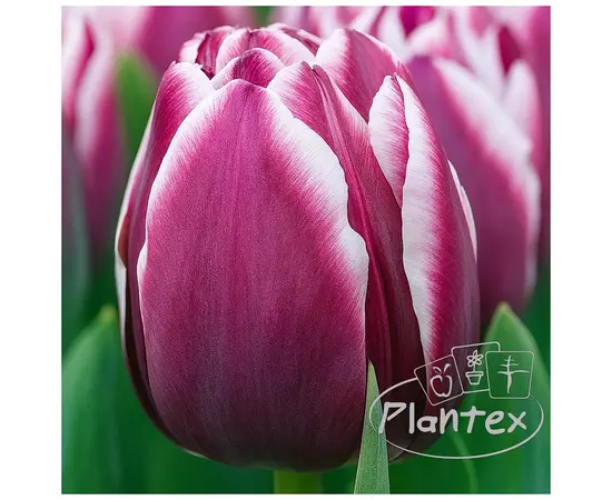 ბოლქვოვანი HBM BES Tulipa Muralto (x5) ბოლქვოვანი HBM BES Tulipa Muralto (x5)