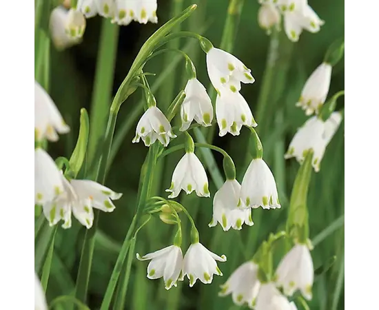 ბოლქვოვანი HBM STAR CAPPERLINE STA Leucocjum Aestivum (x5) ბოლქვოვანი HBM STAR CAPPERLINE STA Leucocjum Aestivum (x5)