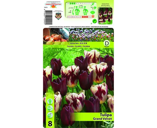 ბოლქვოვანი HBM STAR CAPPERLINE STA Tulipa Grand Velvet (x8) ბოლქვოვანი HBM STAR CAPPERLINE STA Tulipa Grand Velvet (x8)
