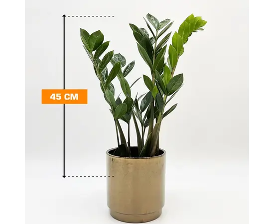 Замиокулькас Zamioculcas 45 см