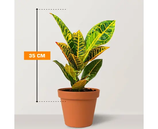 Кодиум Codiaeum Petra COD GR 35 см