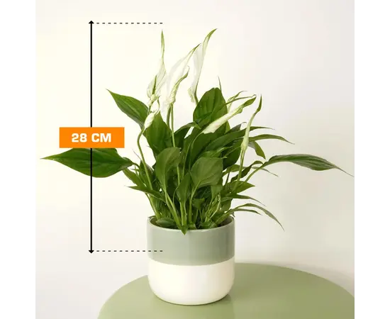 სპატიფილუმი Spathiphyllum Chopin 28 სმ