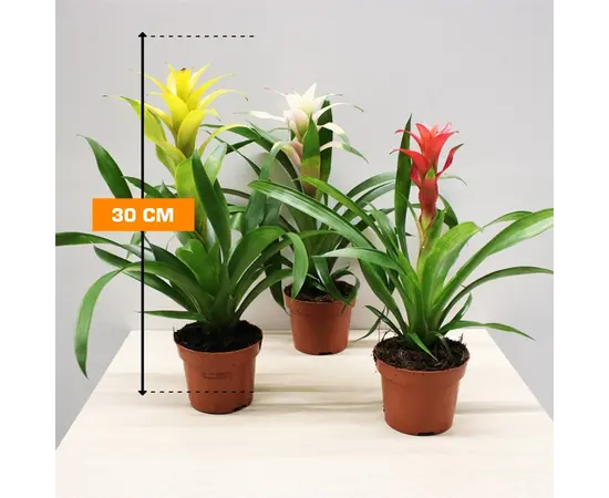 გუზმანია Guzmnia mixed 30 სმ