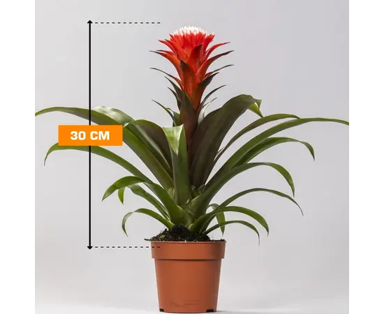 გუზმანია Guzmnia mixed 30 სმ