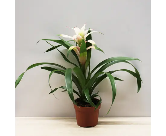 გუზმანია Guzmnia mixed 30 სმ