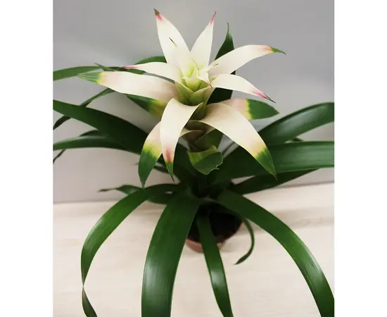 გუზმანია Guzmnia mixed 30 სმ