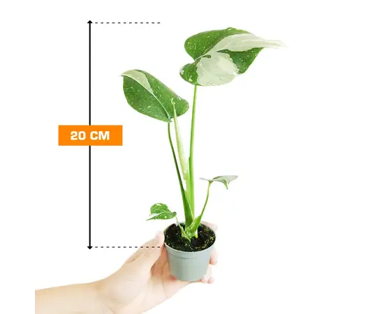 მონსტერა Monstera deliciosa Thai Constellation 20 სმ