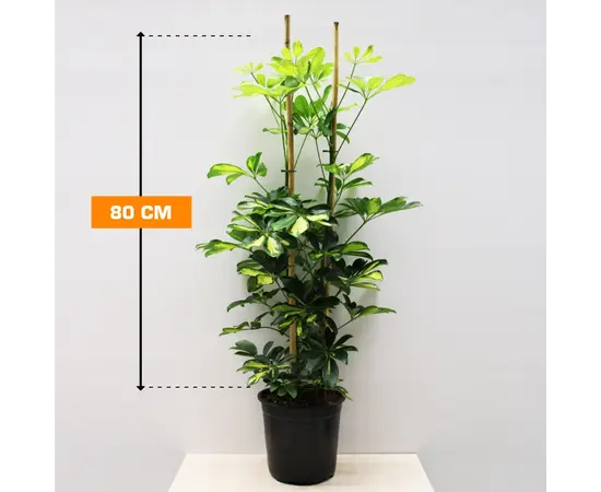 შეფლერა Schefflera 2 PP 80 სმ