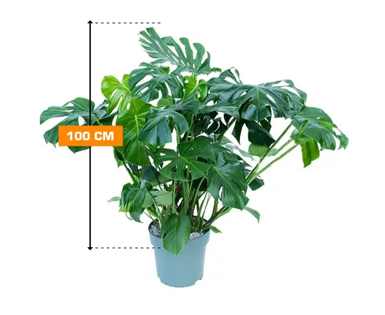 მონსტერა 100 სმ