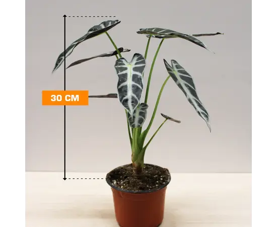 ალოკაზია ALOCASIA 30 სმ