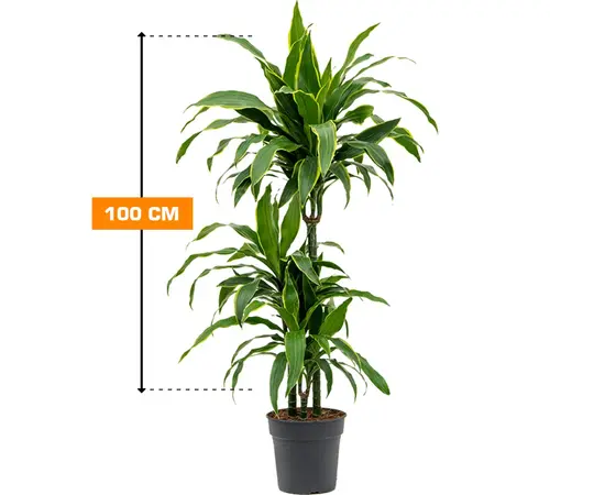 დრაცენა DRACAENA FRAGRANS 3PP 100 სმ