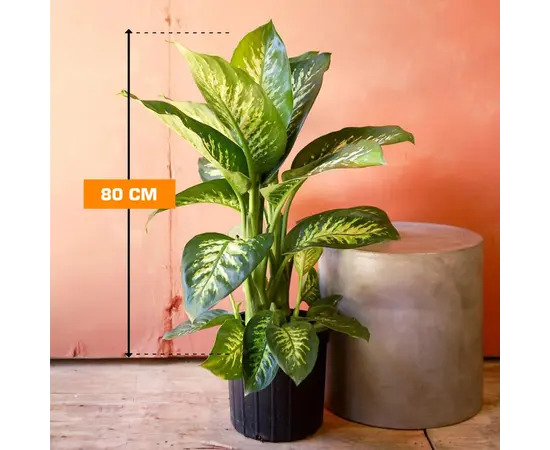 დიფენბახია TROPIK SNOW 80 სმ