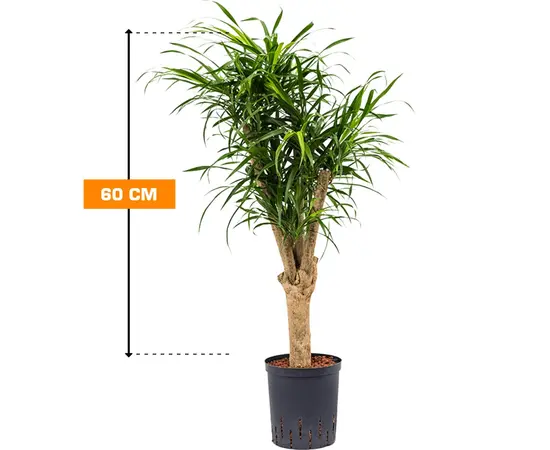დრაცენა DRACAENA REFLEXA ANITA 60 სმ