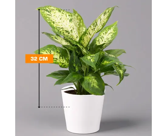 დიფენბახია Dieffenbachia Compacta 32 სმ