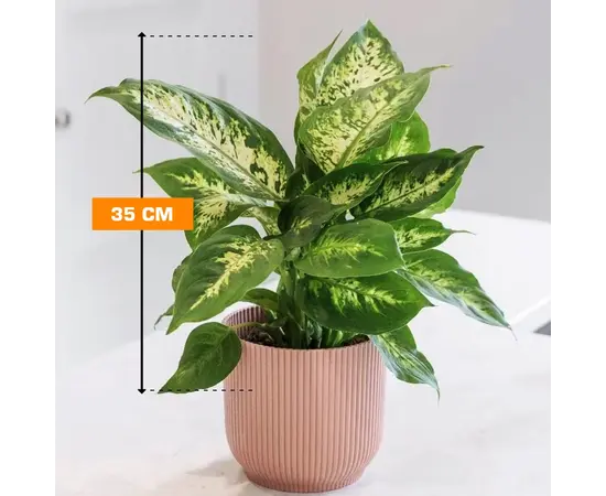 დიფენბახია Dieffenbachia Camilla Compacta 35 სმ