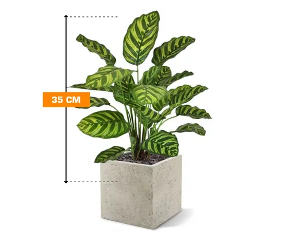 კალათეა Calathea Makoyana 35 სმ