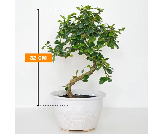 ბონსაი Bonsai Carmona 32 სმ