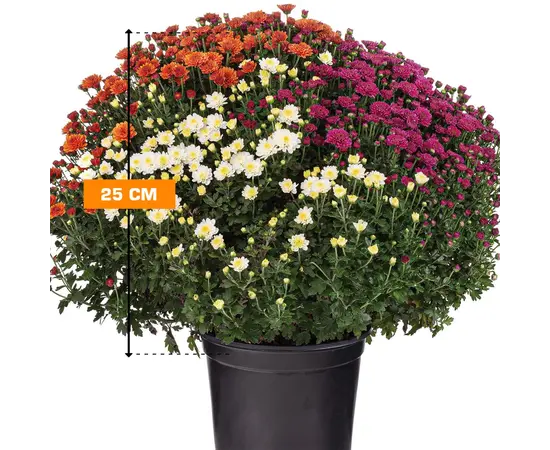 ქრიზანთემა Chrysanthemum 25 სმ