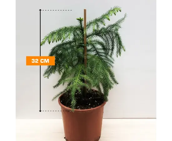 არაუკარია Araucaria 32 სმ