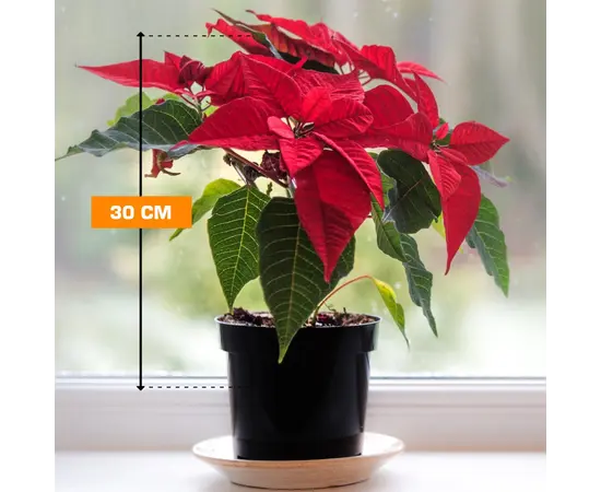 პუანსეტია Poinsettia 30 სმ
