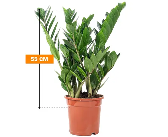 ზამიოკულკასი Zamioculcas 55 სმ